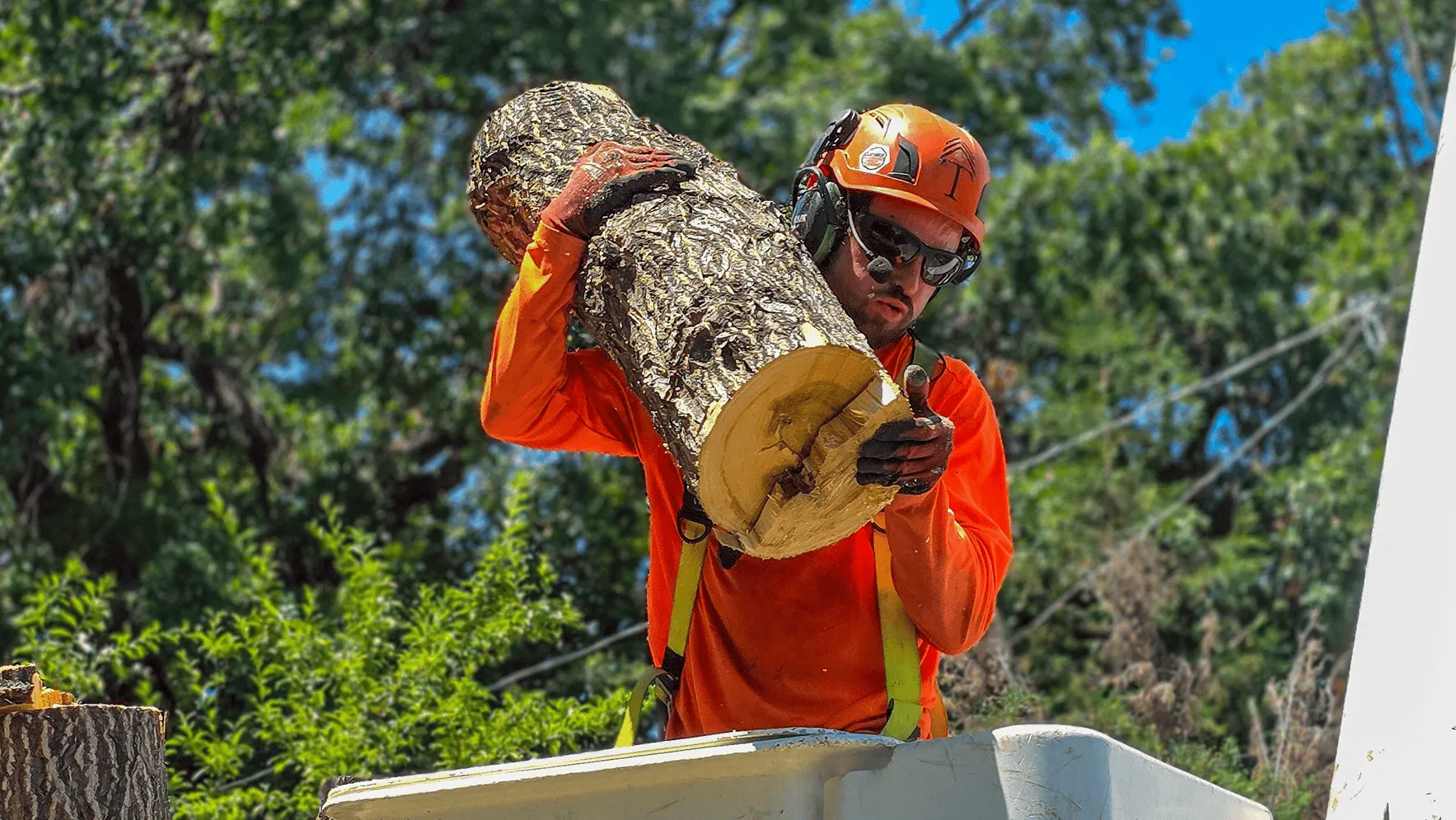 Hazard tree removal in Chico CA