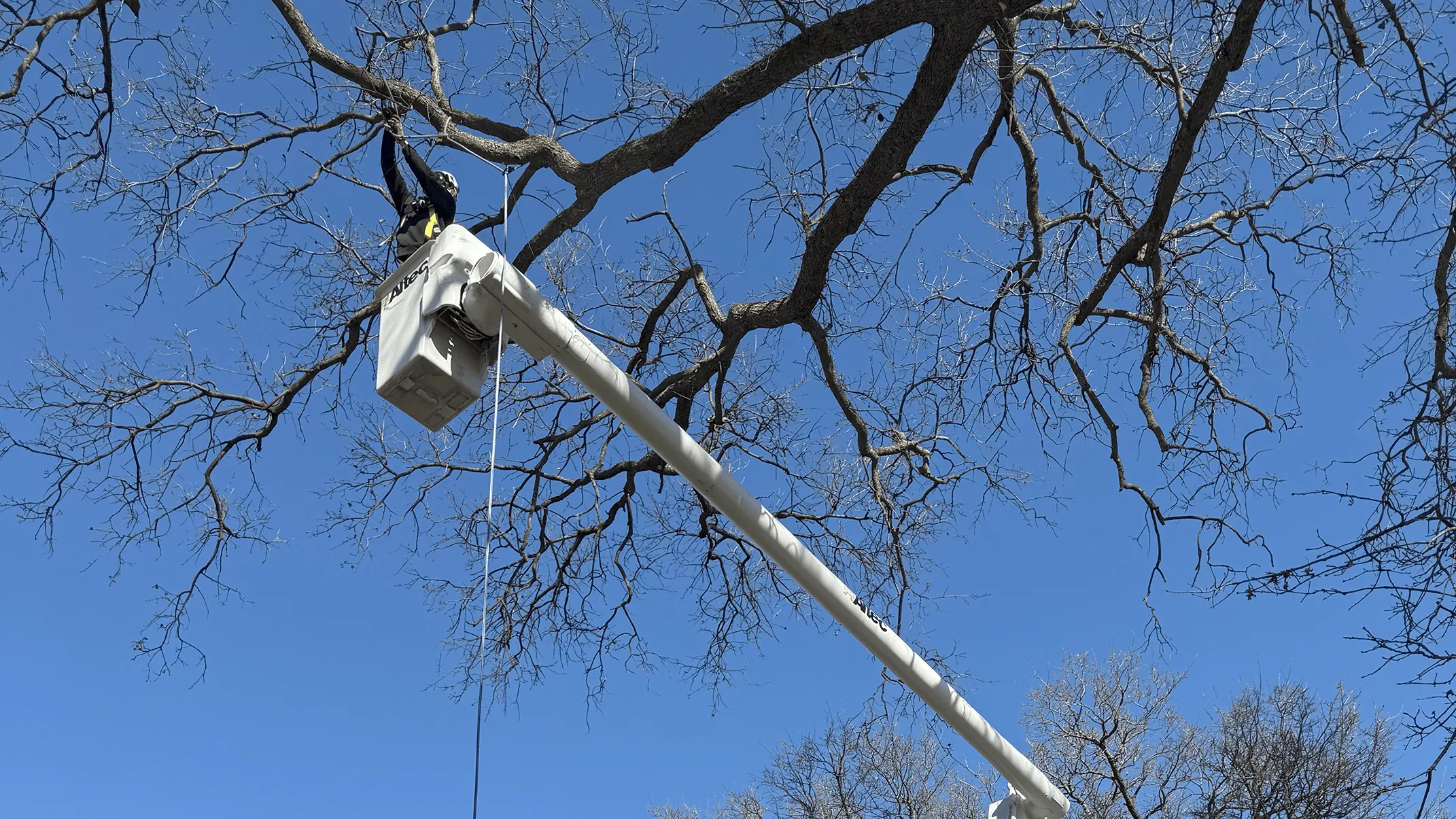 Tree trimming service in Chico CA