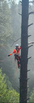 Tree service worker cutting tree