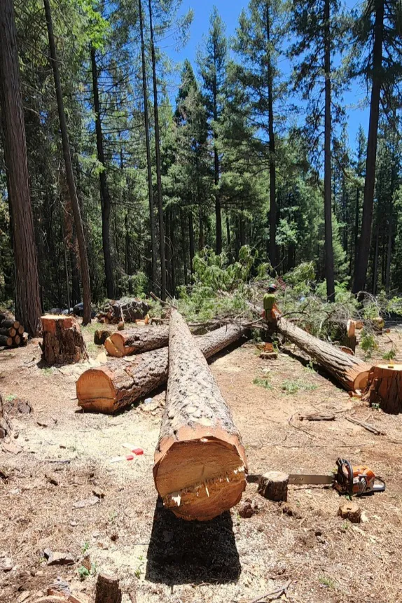 Worker cutting large log